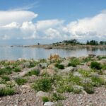 Kesäinen merimaisema Itäisen Suomenlahden kansallispuistosta. Kivikkoisella rannalla on kukkivia kasveja ja merellä kallioluoto jonka päällä kasvaa pieniä puita. Kuva: Mika Rokka