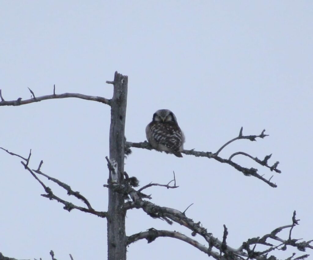 Hawk Owl at top of the deadwood