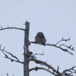Hawk Owl at top of the deadwood