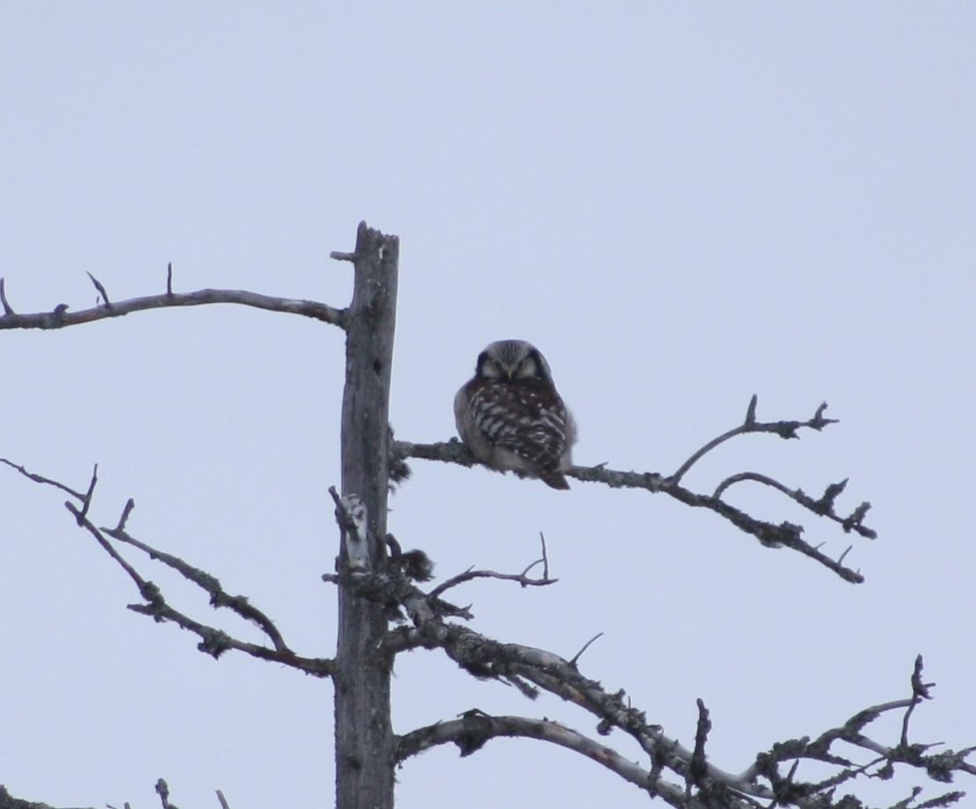 Hawk Owl at top of the deadwood