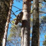 The Ural Owl guarding the nest on the springtime