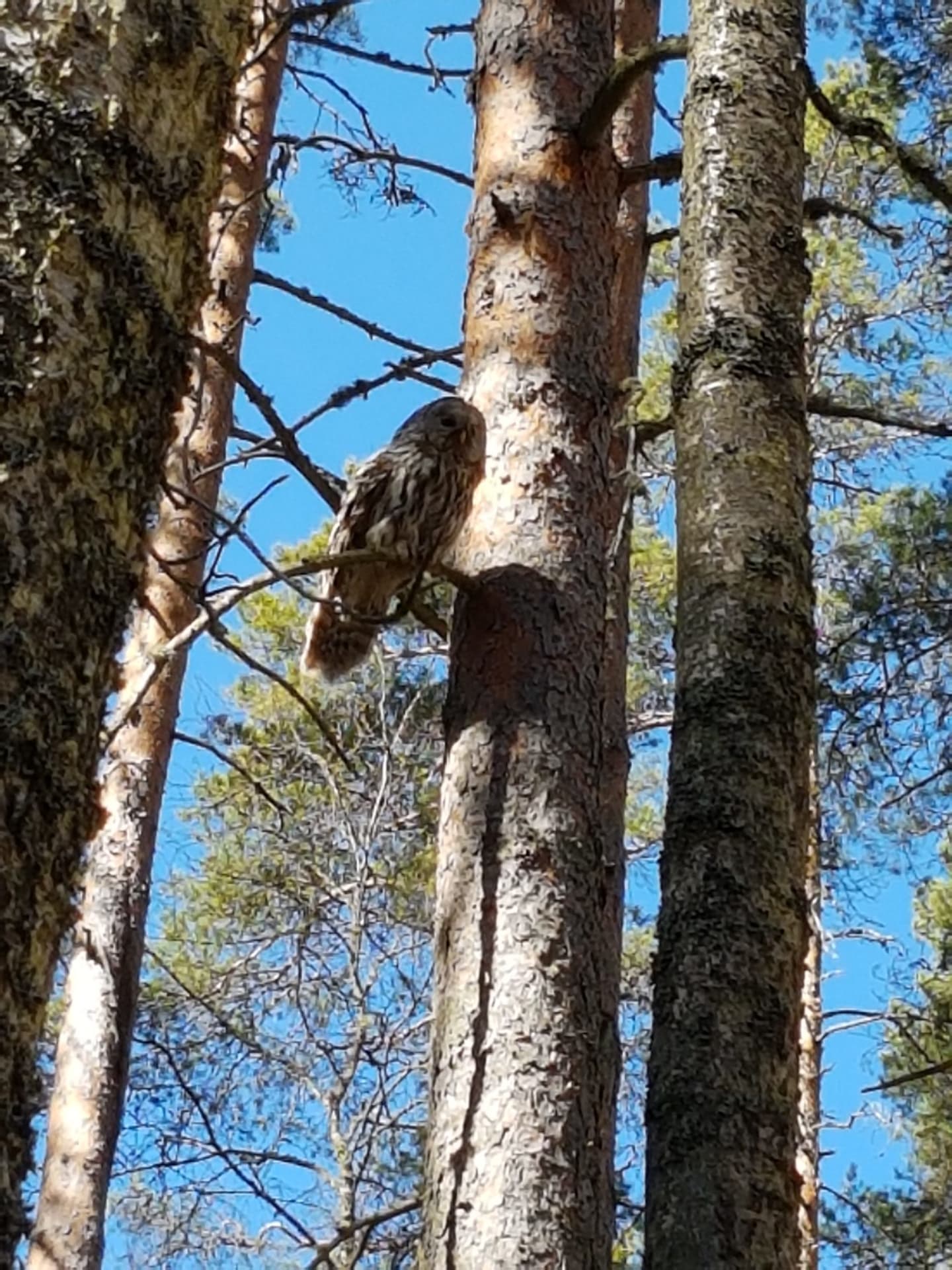 The Ural Owl guarding the nest on the springtime