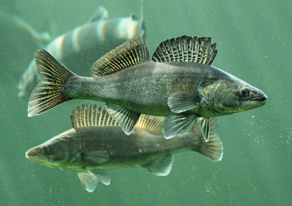 Pikeperch is a common fish in Finland.