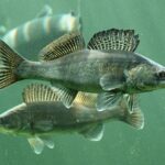 Pikeperch is a common fish in Finland.