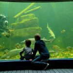 Sometimes the diver gives food for the fish in the Baltic Sea tank.