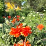 Kauppamuseon puutarha