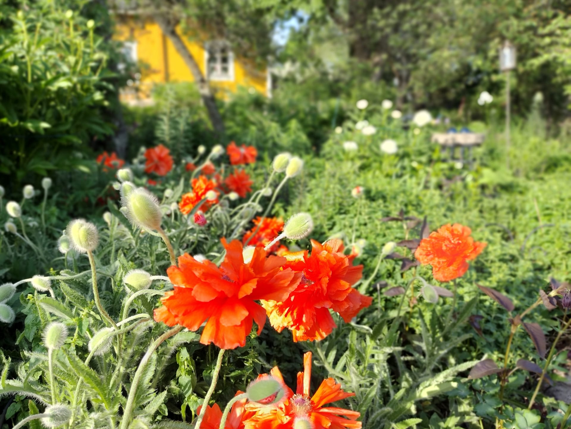 Kauppamuseon puutarha