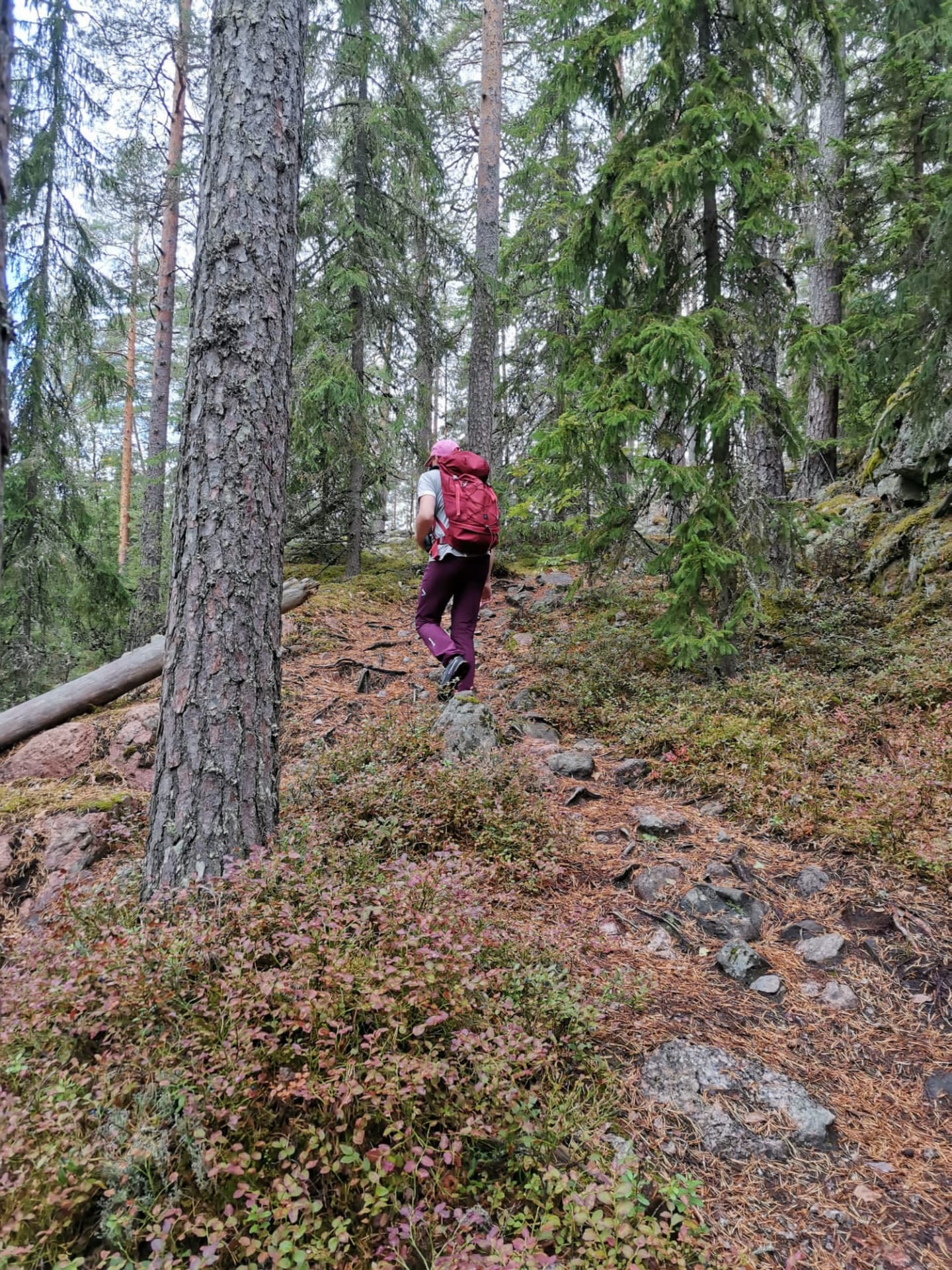 Repoveden maasto on vaihtelevaa.