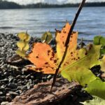 Autumn colors in a bark boat by lake