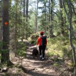 Forest trail at Varlaxudden